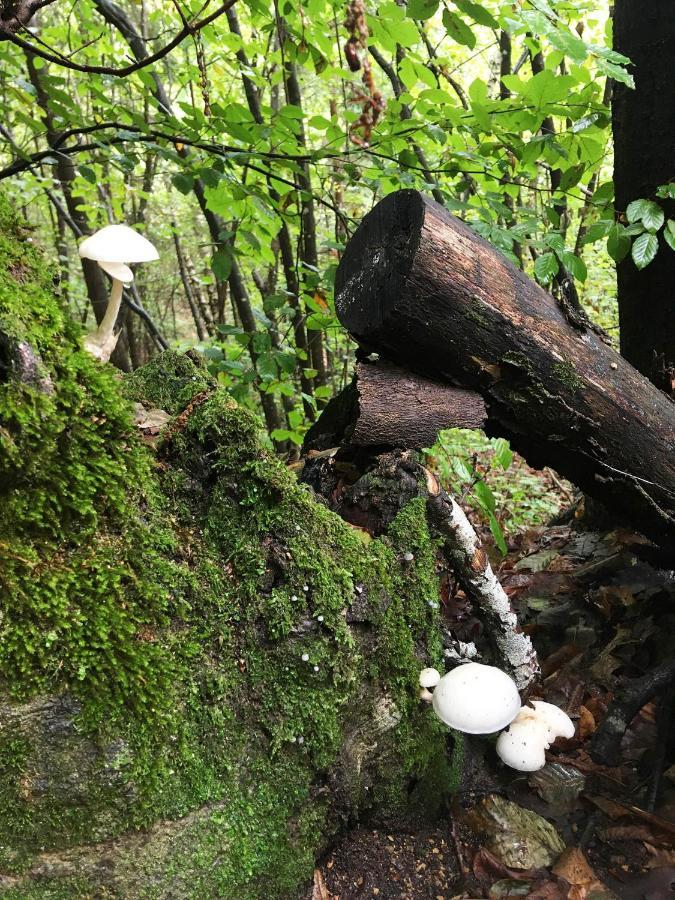 Appartamento Adori Ilirska Bistrica Esterno foto