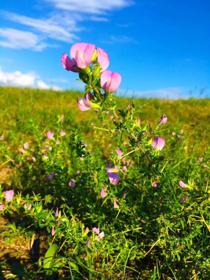 Appartamento Adori Ilirska Bistrica Esterno foto